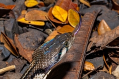 Andaman Keelback photo 2