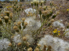 Senecio filaginoides