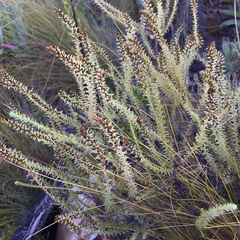 Myrovernix glandulosus