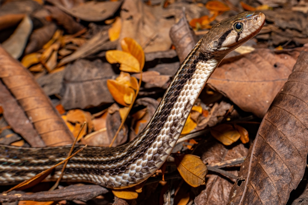 Andaman Keelback