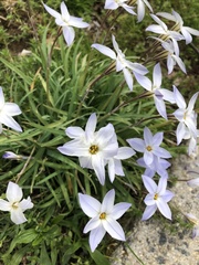 Ipheion