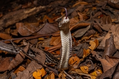 Andaman Keelback photo 3