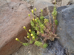 Senecio tricuspidatus