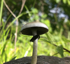 Psilocybe cubensis