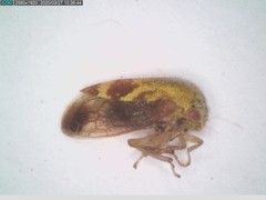 Ophiderma evelyna