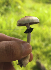 Psilocybe cubensis