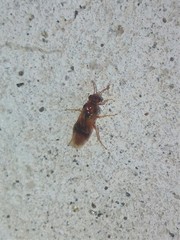 Hoplocampa