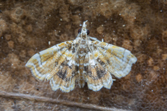 Musotima suffusalis