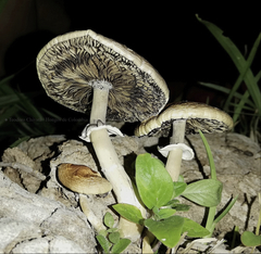 Psilocybe cubensis