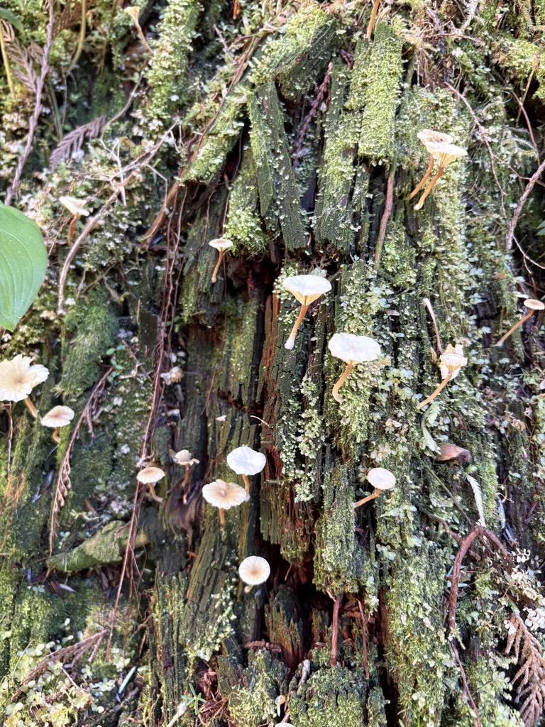 Lichenomphalia ericetorum · April 2026 · photo: © jerryn (iNaturalist, cc-by)