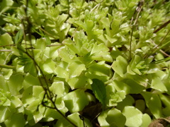 Phedimus stellatus