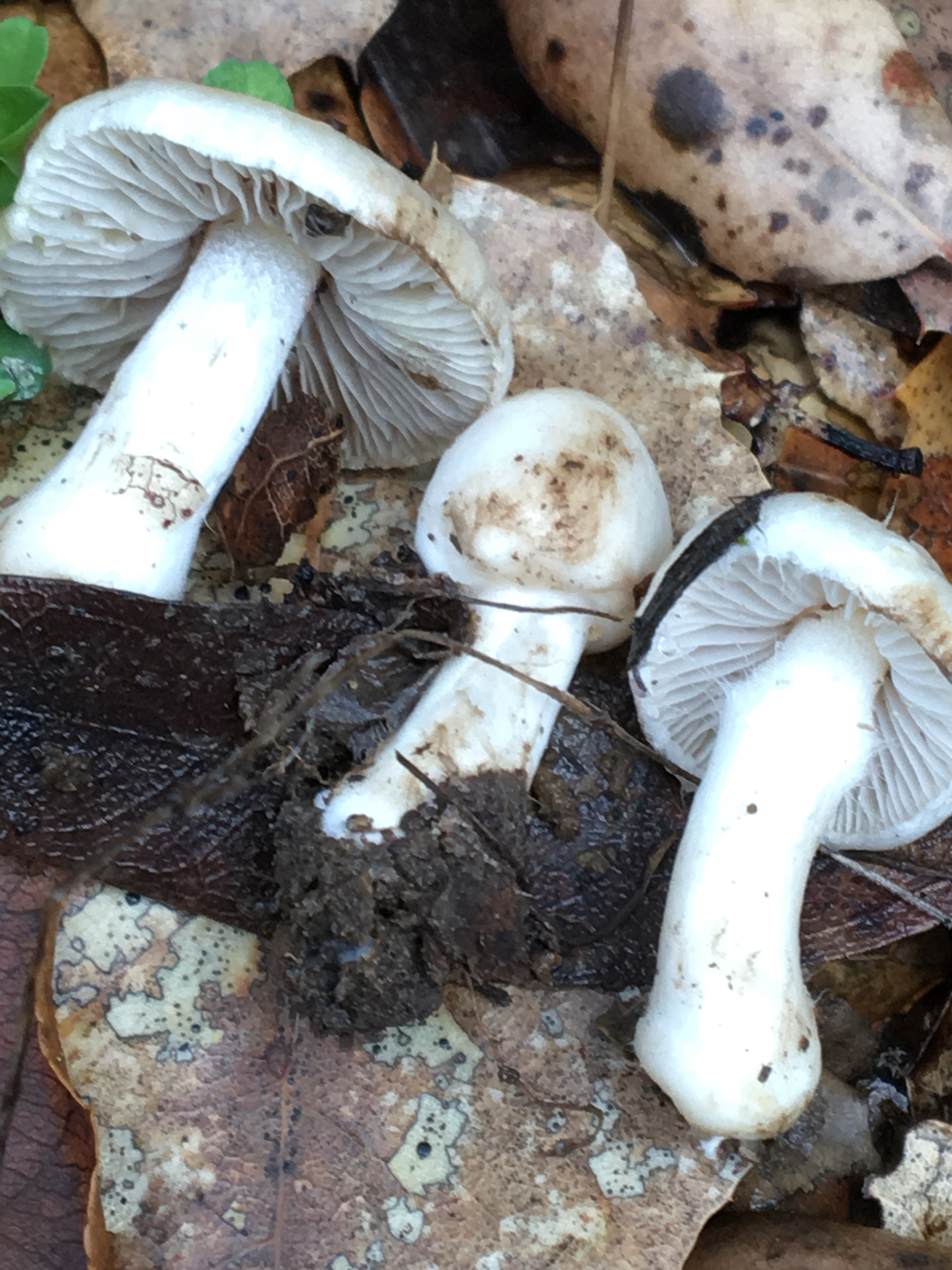 Inocybe geophylla image