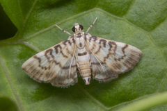 Tabidia