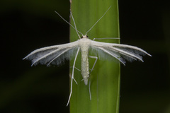 Pterophorus lacteipennis