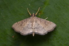 Protonoceras