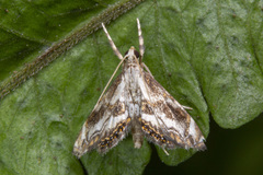 Paracataclysta fuscalis