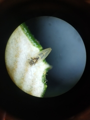 Ceanothia ceanothi