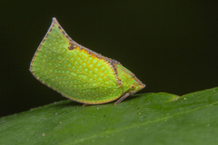 Salurnis marginella