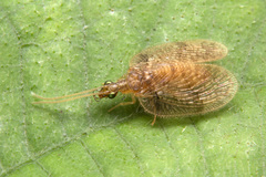 Psectra iniqua