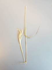 Dichanthium annulatum