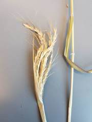 Dichanthium annulatum