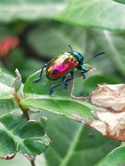 Platycorynus sauteri