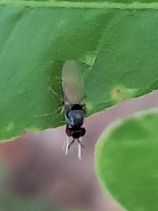 Melanomyza femoralis