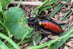 Pseudomeloe collegialis