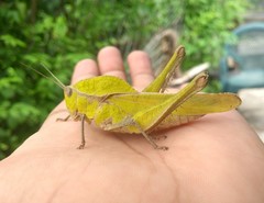 Xyleus discoideus mexicanus