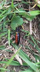 Pseudomeloe collegialis