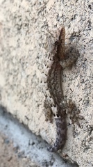 Lepidodactylus lugubris