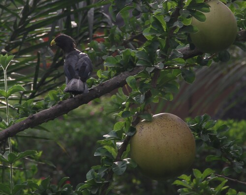 Western Plantain-eater