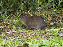 Cavia