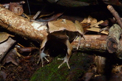 Physalaemus olfersii