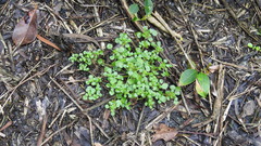 Pilea peploides major