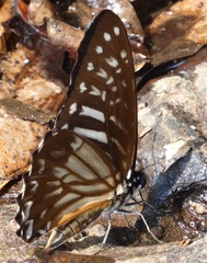 Graphium macareus