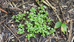 Pilea peploides major