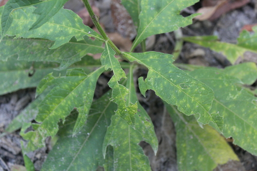 Neurolaena lobata, photograph 6