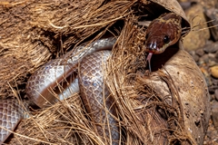 Lycodon hypsirhinoides