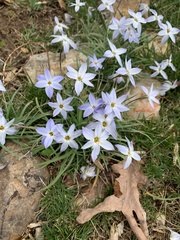 Ipheion