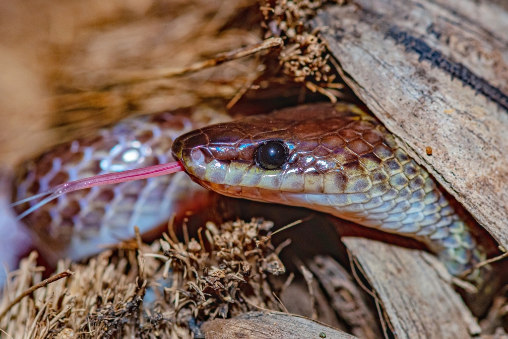 Andaman Wolf Snake