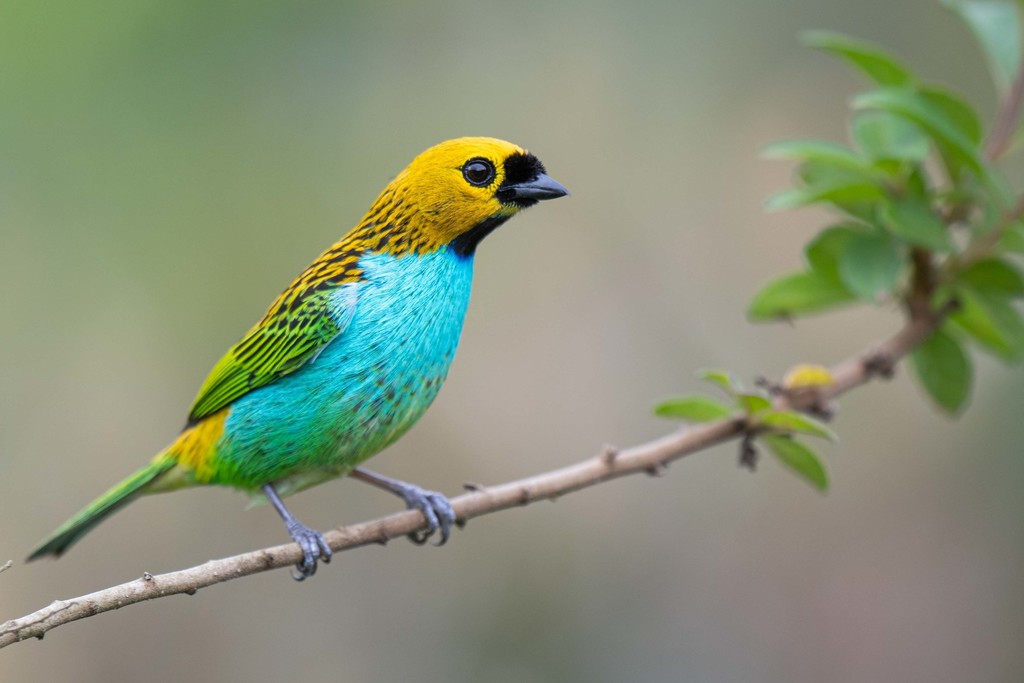 Saíra-douradinha (Aves do Parque das Mangabeiras) · iNaturalist