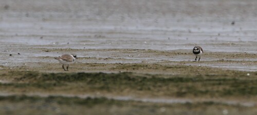 Common Ringed Plover