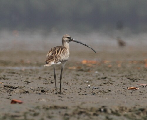 Eurasian Curlew