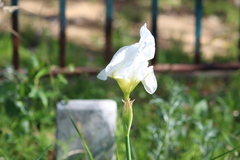 Irideae