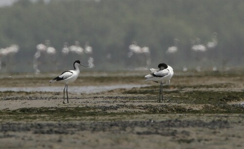 Pied Avocet