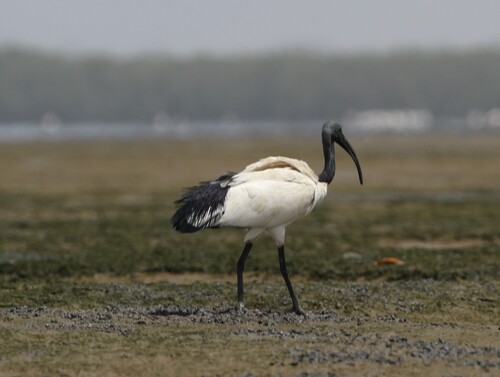 African Sacred Ibis