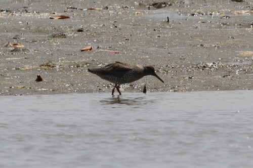 Common Redshank