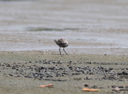 Curlew Sandpiper