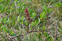 Salix saxatilis